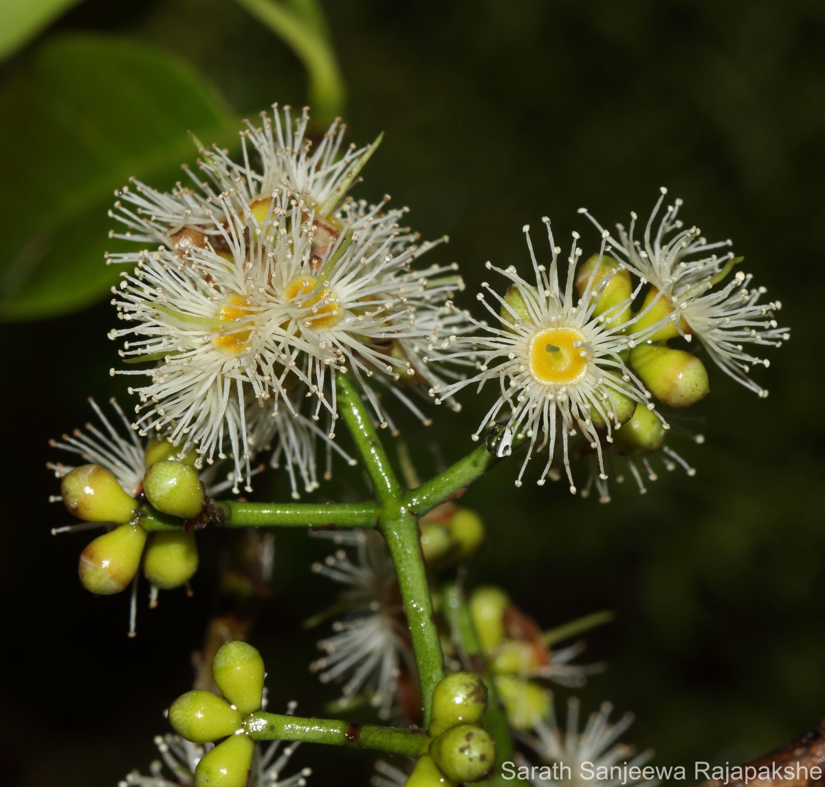 Syzygium nervosum A.Cunn. ex DC.